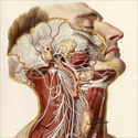 Anatomia