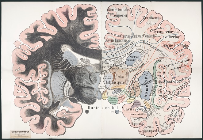 A diagram of the human brain from a rare medical text.