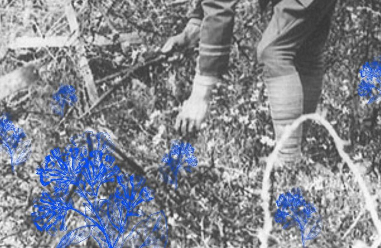 Image of a soldier picking flowers at the site of the Somme Battle in 1916
